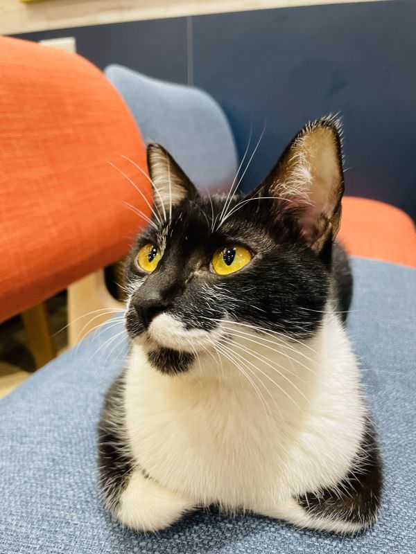 森林小徑大墩店对宠物超友善