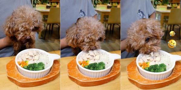 森林小徑大墩店对宠物超友善